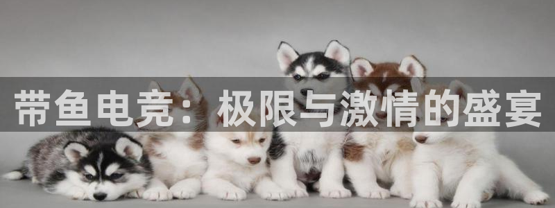 ky电竞：带鱼电竞：极限与激情的盛宴
