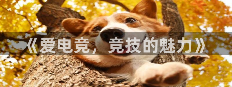 ky电竞：《爱电竞，竞技的魅力》